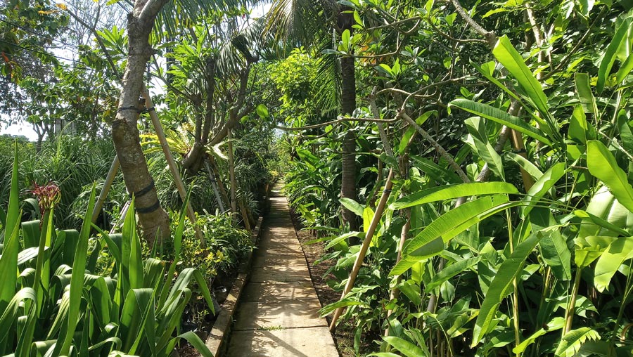 uber-sari-kertalangu-landscape-contractor-bali-nursery-bali-gallery (3).jpg